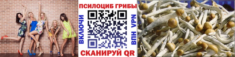Галлюциногенные грибы Cubensis  Купить закладки  Навашино 